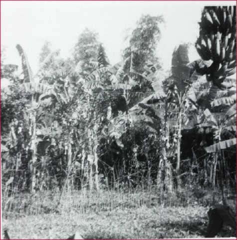 delta1168