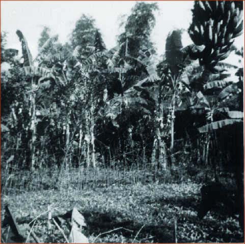 delta1436